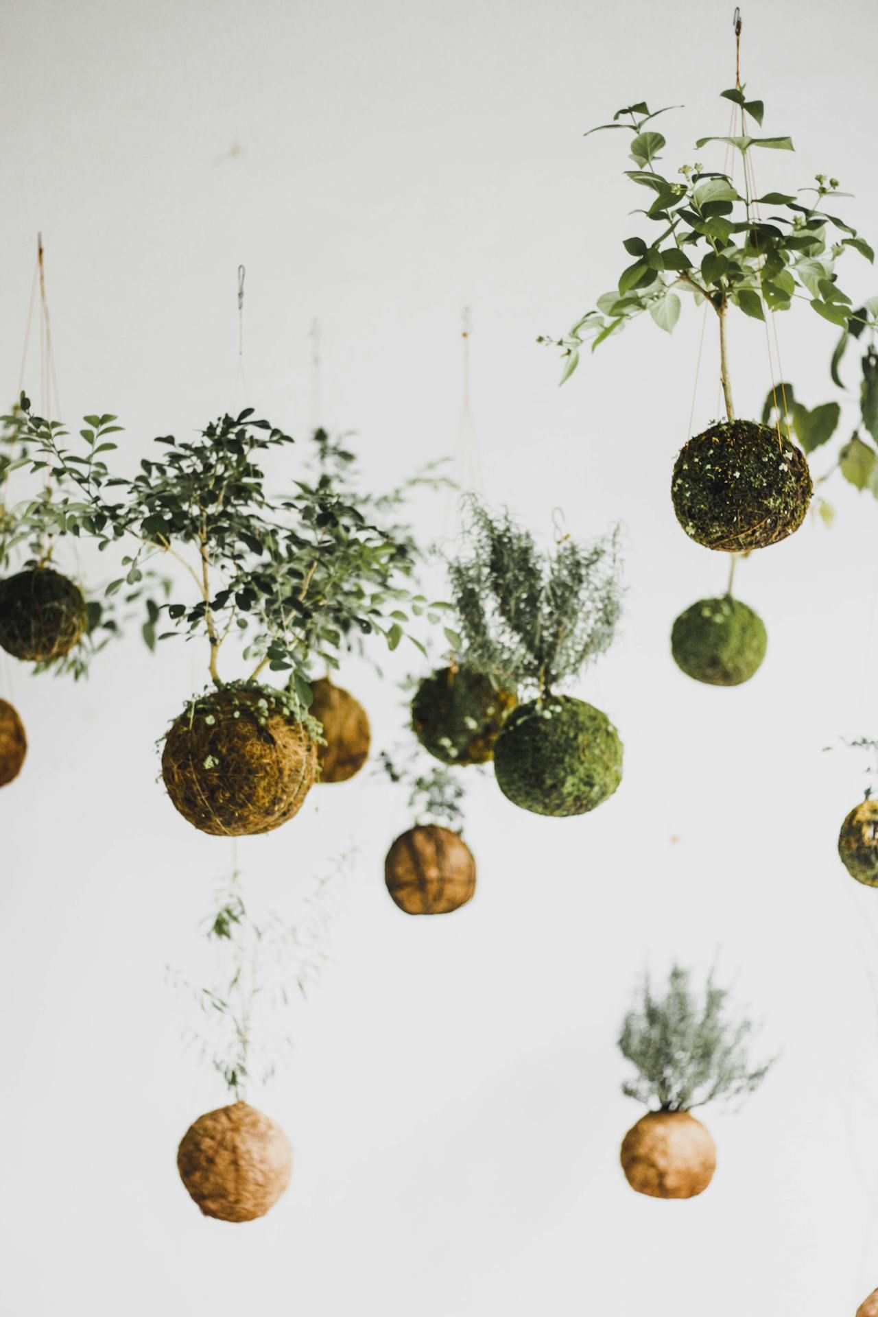 Workshop kokedama
